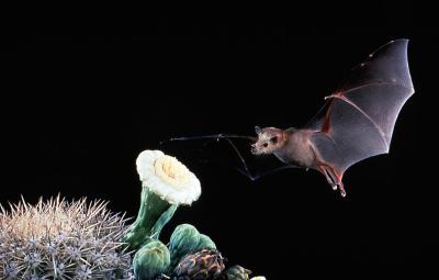 How The Ecology of Nectar-feeding Bats